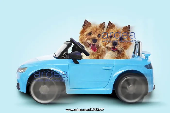  : Red coated Cairn Terriers in blue car