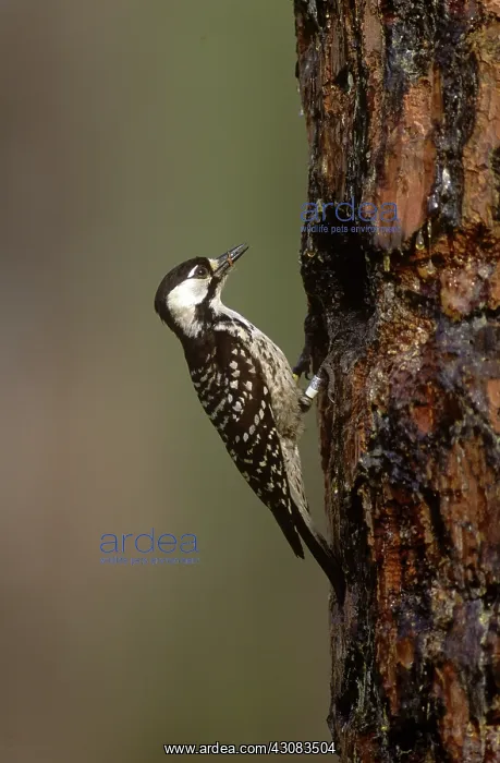 : Red-cockaded Woodpecker : Red-cockaded Woodpecker