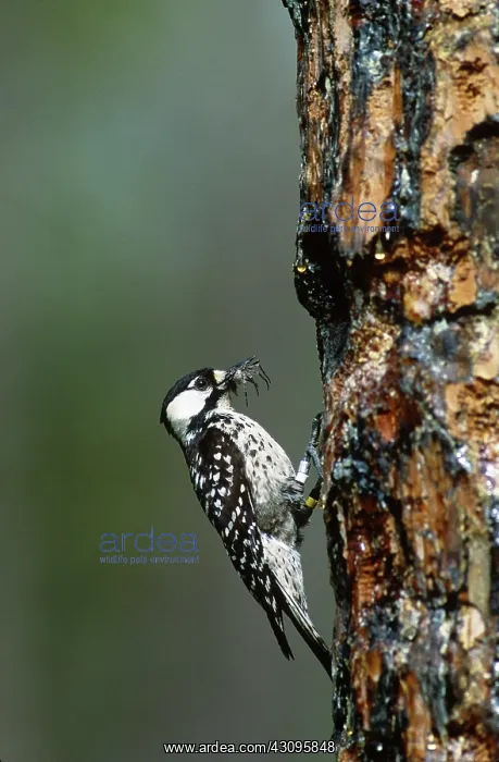 : Red-cockaded Woodpecker : Red-cockaded Woodpecker