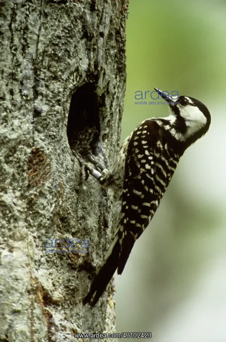 : Red-cockaded Woodpecker at nest hole : Red-cockaded Woodpecker at nest hole