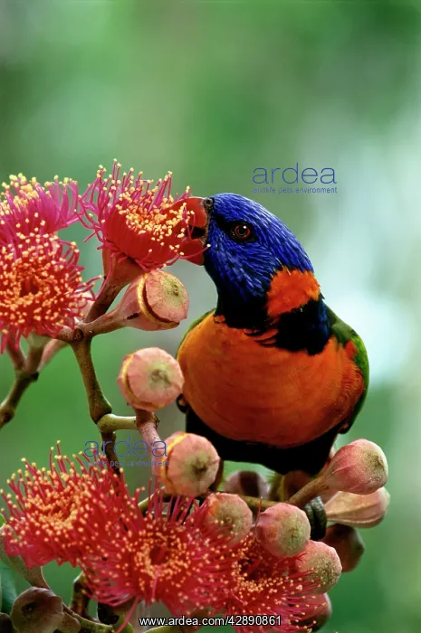 : Red-collared Lorikeet - Feeding on Swamp bloodwood : Red-collared Lorikeet - Feeding on Swamp bloodwood