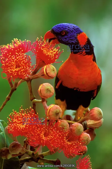 : Red-collared Lorikeet - Feeding on Swamp bloodwood : Red-collared Lorikeet - Feeding on Swamp bloodwood