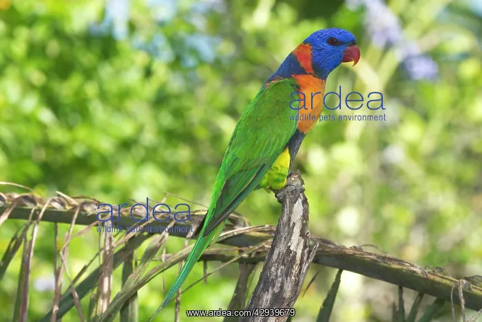: Red-collared Lorikeet - Wild bird at a Pine Creek : Red-collared Lorikeet - Wild bird at a Pine Creek