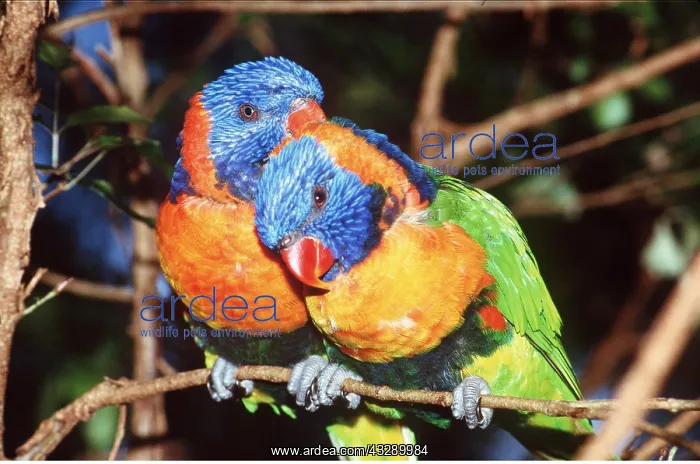 : RED-COLLARED LORIKEET - x two, grooming : RED-COLLARED LORIKEET - x two, grooming