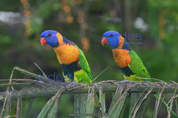 : Red-collared Lorikeets - Wild bird at a Pine Creek : Red-collared Lorikeets - Wild bird at a Pine Creek