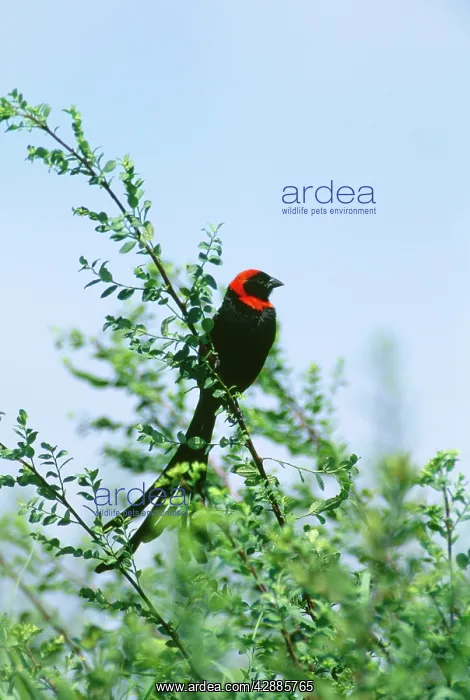  : Red-collared Widowbird - male in breeding plumage