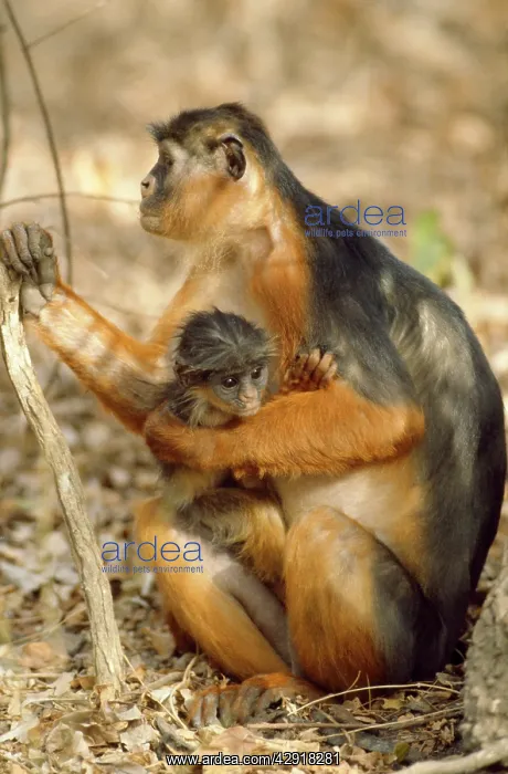 : Red Colobus Monkey : Red Colobus Monkey