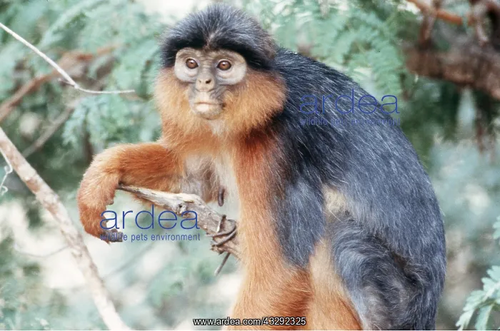 : RED COLOBUS MONKEY - adult female : RED COLOBUS MONKEY - adult female