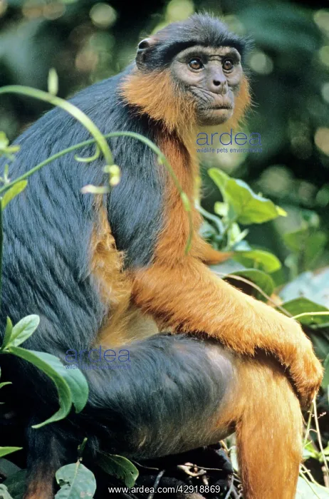 : RED COLOBUS MONKEY - female sitting : RED COLOBUS MONKEY - female sitting