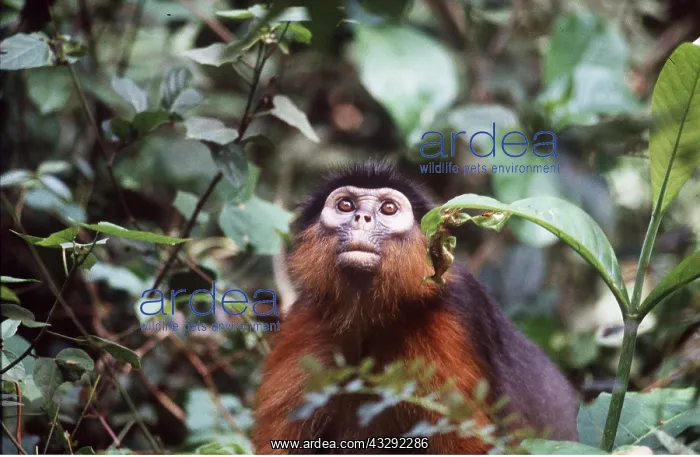 : RED COLOBUS MONKEY - looking up : RED COLOBUS MONKEY - looking up