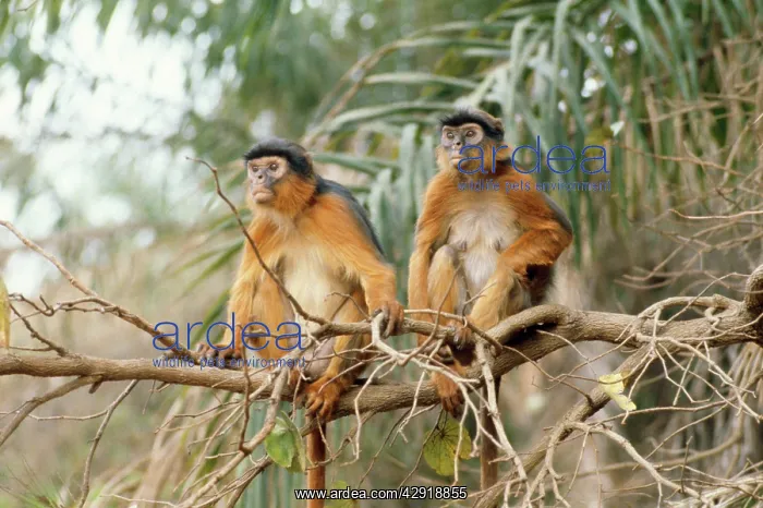 : Red Colobus Monkey - male & female : Red Colobus Monkey - male & female