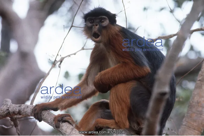 : RED COLOBUS MONKEY - mouth open : RED COLOBUS MONKEY - mouth open