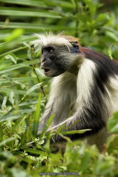 : Red Colobus Monkey, Piliocolobus tephrosceles : Red Colobus Monkey, Piliocolobus tephrosceles