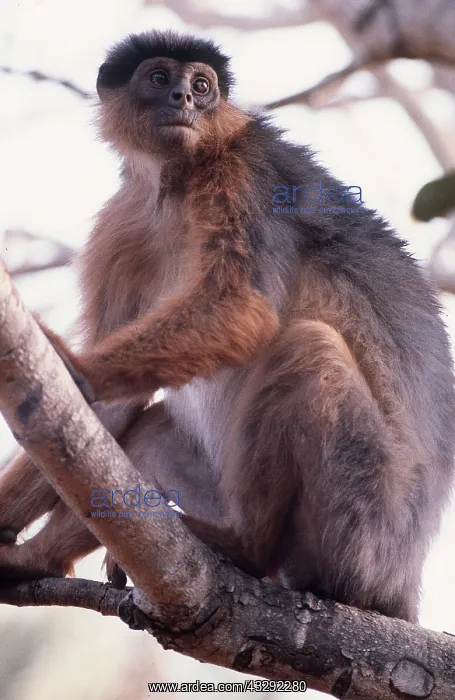 : RED COLOBUS MONKEY - sitting in tree : RED COLOBUS MONKEY - sitting in tree