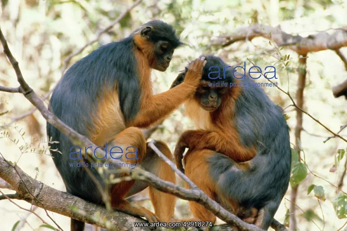 : RED COLOBUS MONKEYS - two grooming : RED COLOBUS MONKEYS - two grooming