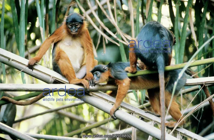 : RED COLOBUS MONKEYS - x three, grooming : RED COLOBUS MONKEYS - x three, grooming