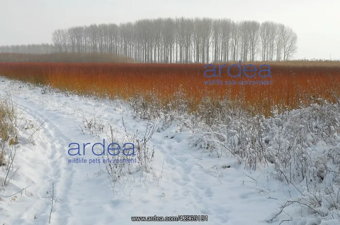: red colouring willow twigs in snowy landscape : red colouring willow twigs in snowy landscape