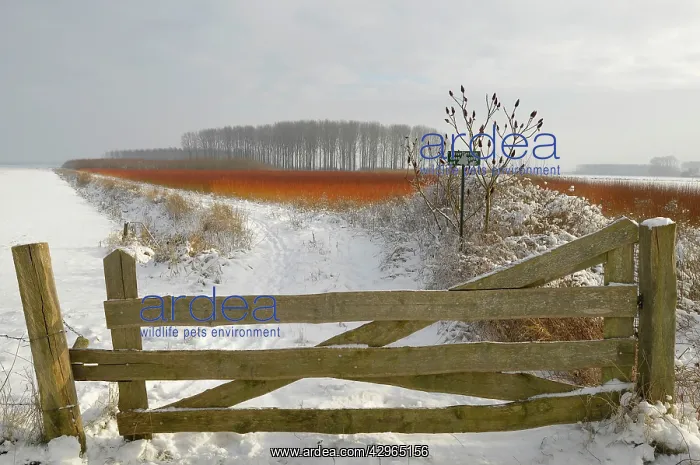 : red colouring willow twigs in snowy landscape : red colouring willow twigs in snowy landscape
