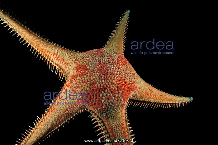 : Red comb star (Astropecten aranciacus). Tenerife : Red comb star (Astropecten aranciacus). Tenerife