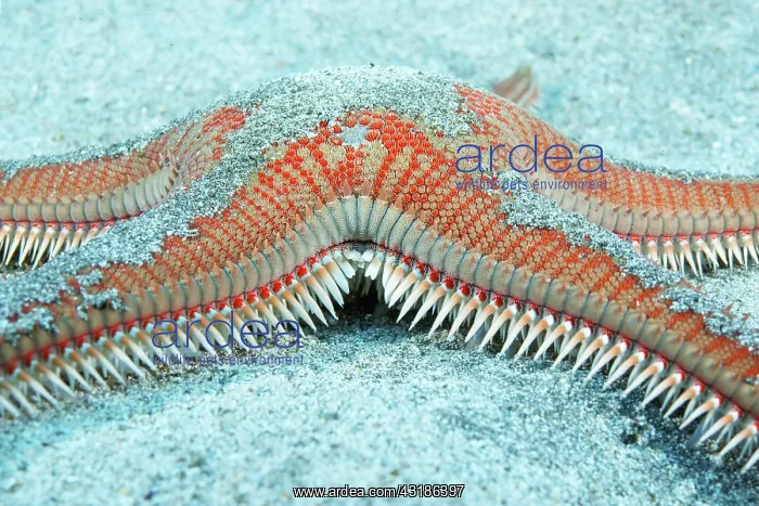 : Red comb star (Astropecten aranciacus)Tenerife : Red comb star (Astropecten aranciacus)Tenerife