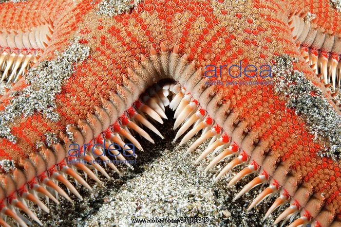 : Red comb star (Astropecten aranciacus)Tenerife : Red comb star (Astropecten aranciacus)Tenerife