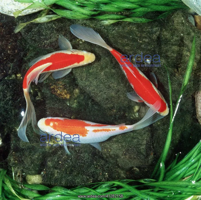 : Red COMET GOLDFISH - 3, from above : Red COMET GOLDFISH - 3, from above
