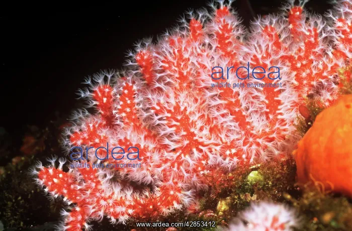 : Red Coral (Corallum rubrum ). Marseille, France - Mediterranean : Red Coral (Corallum rubrum ). Marseille, France - Mediterranean