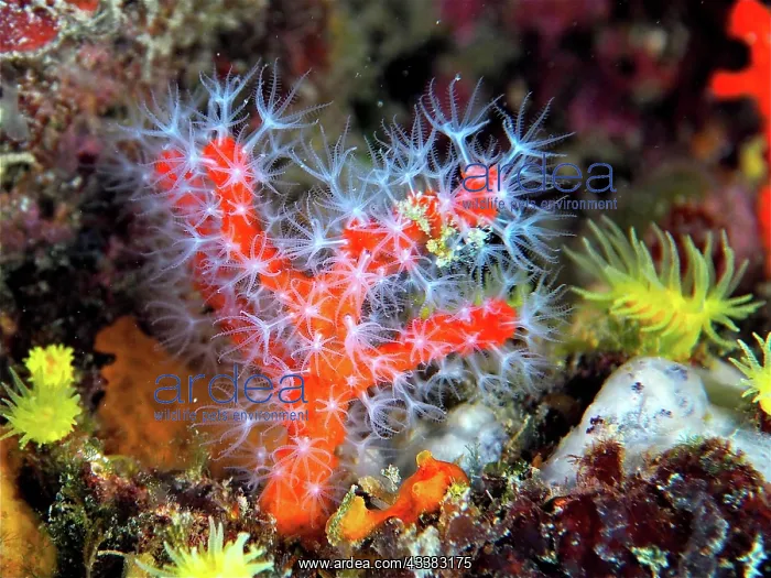 : Red coral (Corallium rubrum) in the Mediterranean : Red coral (Corallium rubrum) in the Mediterranean
