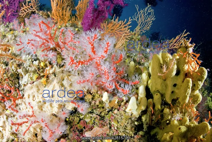 : Red coral, Corallium rubrum, Vulnerable, IUCN, , Punta Sant : Red coral, Corallium rubrum, Vulnerable, IUCN, , Punta Sant