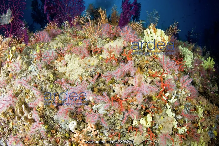 : Red coral, Corallium rubrum, Vulnerable, IUCN, , Punta Sant : Red coral, Corallium rubrum, Vulnerable, IUCN, , Punta Sant