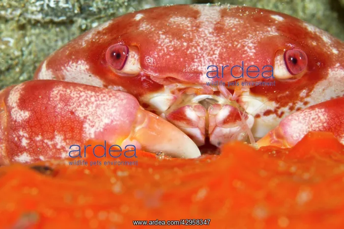 : Red Coral Crab : Red Coral Crab