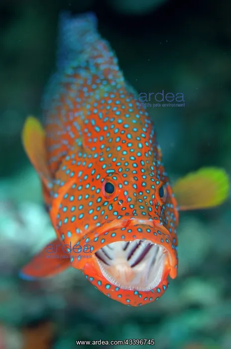 : Red Coral Grouper : Red Coral Grouper