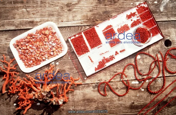: RED CORAL - Manufacturing process to make into jewellery : RED CORAL - Manufacturing process to make into jewellery