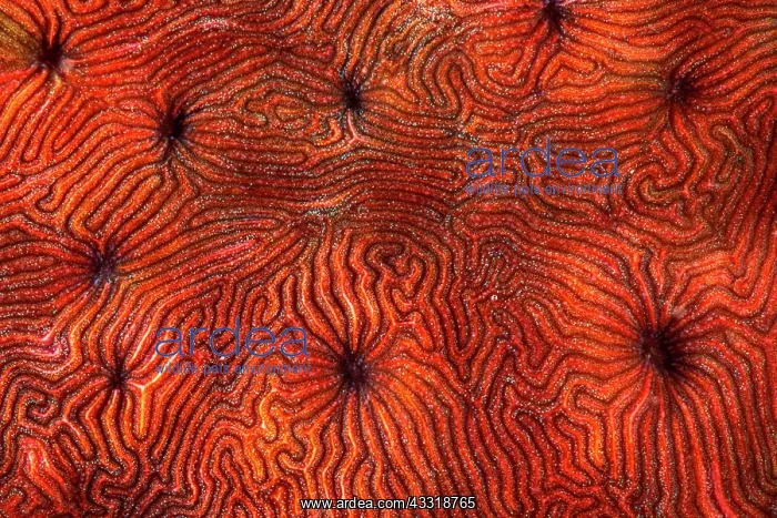 : Red coral, Mayotte : Red coral, Mayotte