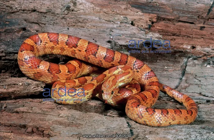  : Red Corn Snake