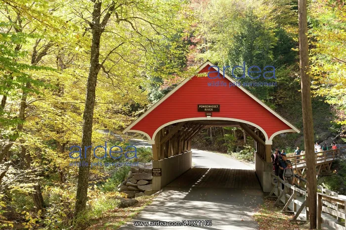: Red covered bridge over the Pemigewasset River : Red covered bridge over the Pemigewasset River