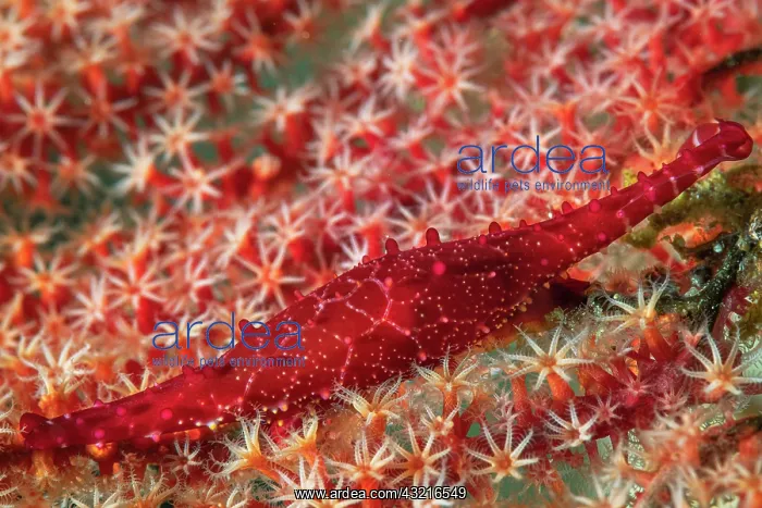 : Red Cowry on a Red Sea fan, Richelieu Rock, Surin : Red Cowry on a Red Sea fan, Richelieu Rock, Surin