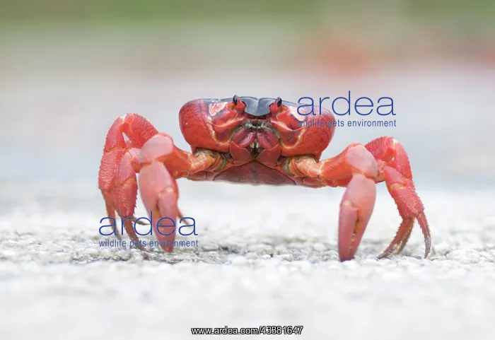  : Red Crab - walking on road - Christmas Island, Australia