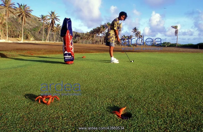 : Red Crab (A land crab) - Crabs on golf course : Red Crab (A land crab) - Crabs on golf course