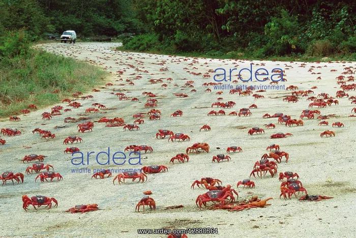 : Red Crab (A land crab) - Crossing road during downward : Red Crab (A land crab) - Crossing road during downward