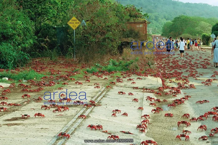 : Red Crab (A land crab) - Crossing the road during migration : Red Crab (A land crab) - Crossing the road during migration