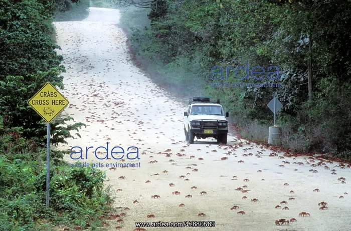 : Red Crab (A land crab) - Crossing the road during migration : Red Crab (A land crab) - Crossing the road during migration