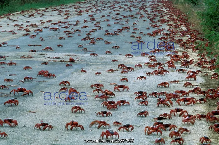 : Red Crab (a land crab) - Downward migration crossing road : Red Crab (a land crab) - Downward migration crossing road