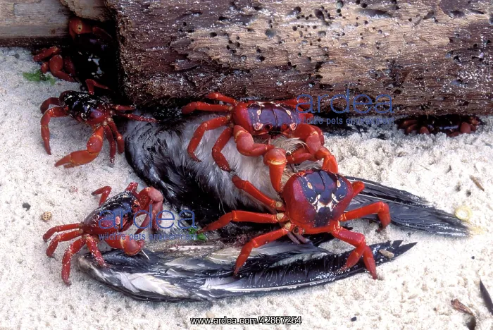 : Red Crab (a land crab) - Eating bird (young Booby) : Red Crab (a land crab) - Eating bird (young Booby)