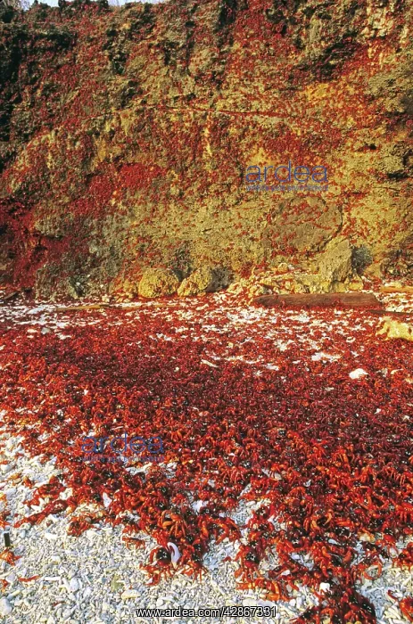 : Red Crab (a land crab) - Females climbing cliff : Red Crab (a land crab) - Females climbing cliff