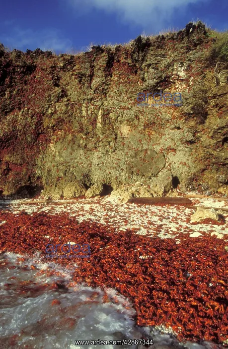 : Red Crab (a land crab) - Females climbing cliff : Red Crab (a land crab) - Females climbing cliff