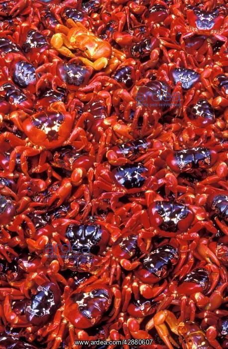 : Red Crab (A land crab) - Females after spawning : Red Crab (A land crab) - Females after spawning