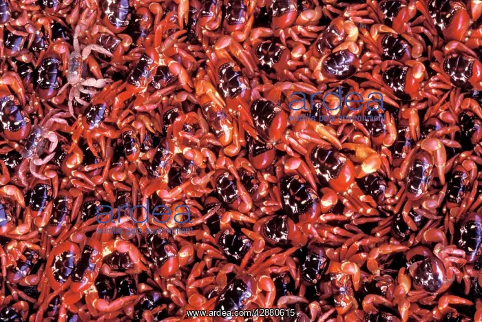 : Red Crab (A land crab) - Females after spawning : Red Crab (A land crab) - Females after spawning