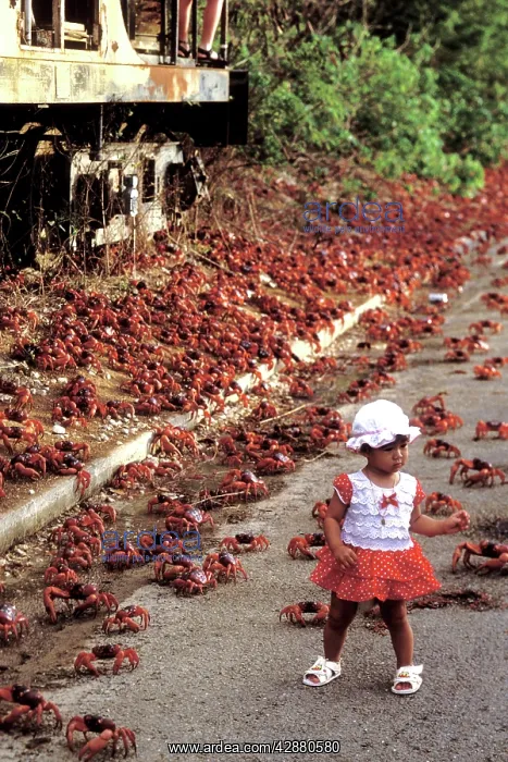 : Red Crab (A land crab) - With girl - Crossing the : Red Crab (A land crab) - With girl - Crossing the