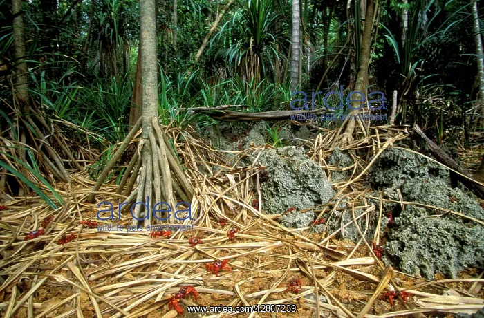 : Red Crab (a land crab) - In lower terrace forest : Red Crab (a land crab) - In lower terrace forest